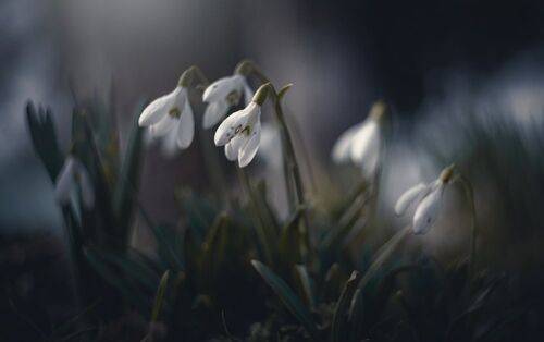 Про мартовские подснежники.