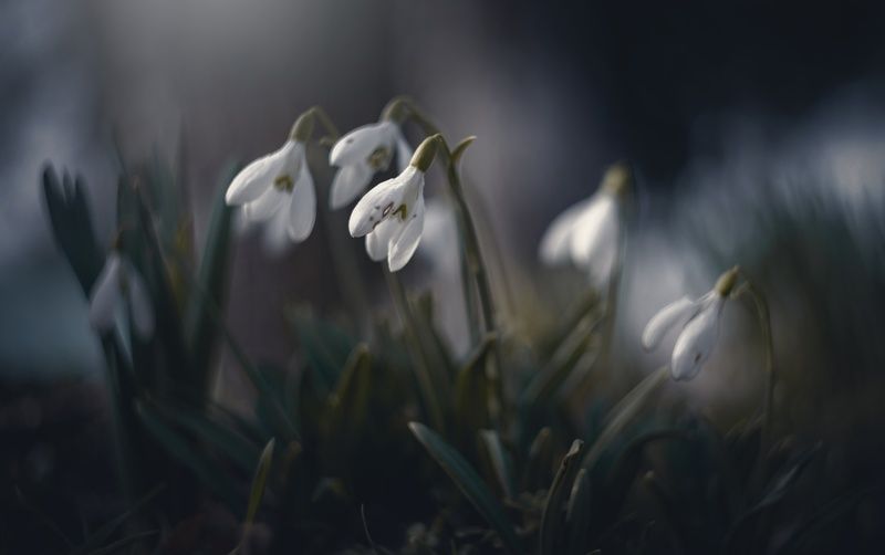 Про мартовские подснежники. фото превью