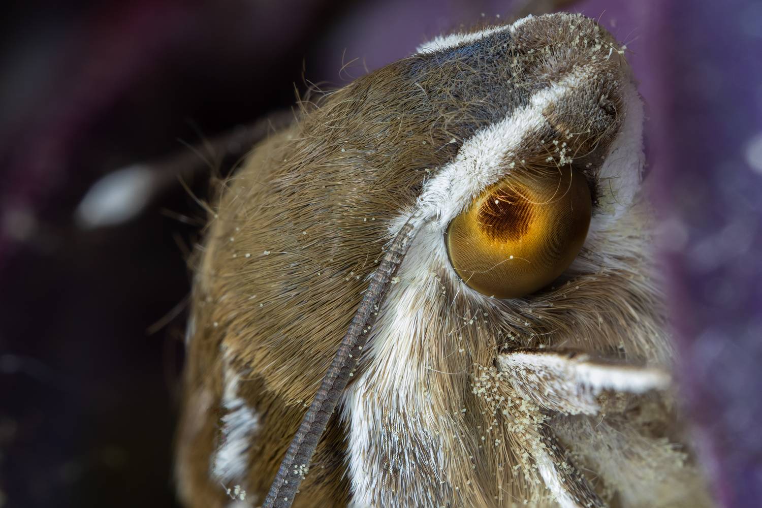 Macro , Sajkovski Dejan