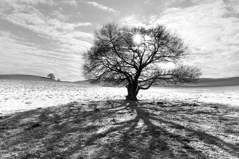 Дерево и его тень фото превью
