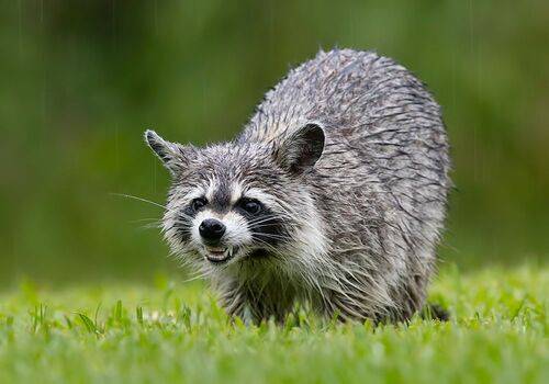 Raccoon -Енот-полоскун