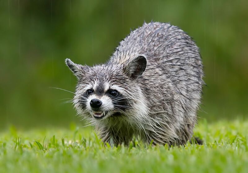 енот обыкновенный, енот-полоскун, raccoon, енот, дикие животные, животные, animals Raccoon -Енот-полоскун фото превью