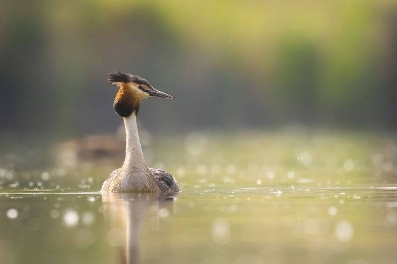 Great crested grebe фото превью