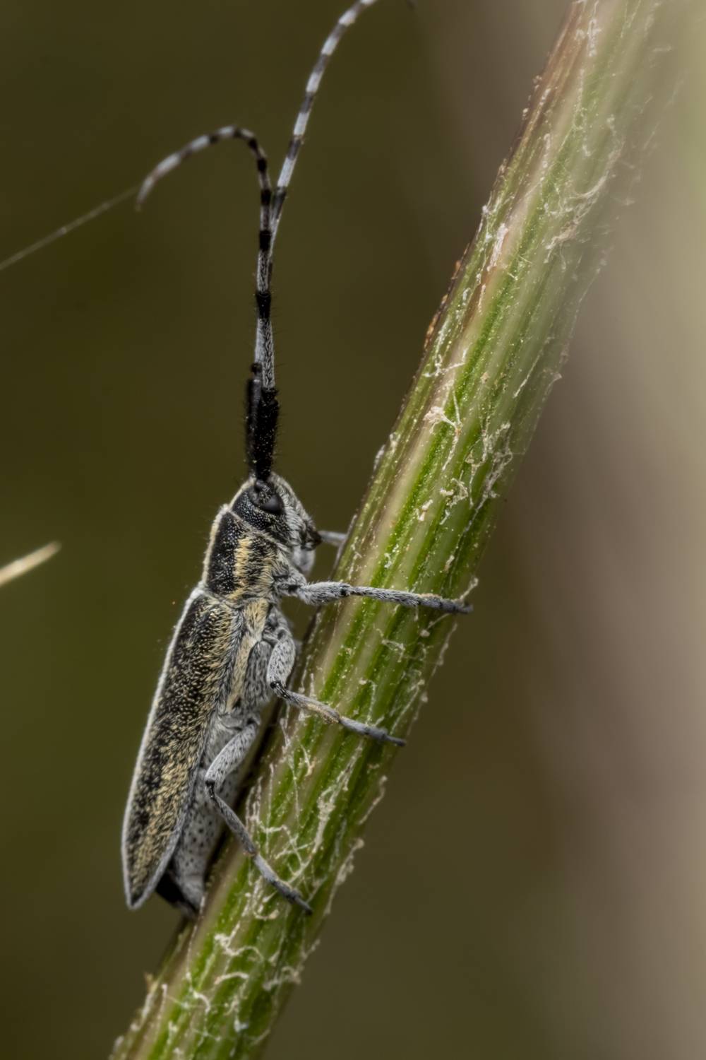 macro, flowers, plants, nature, spring, red, grass, Nikolay Tatarchuk