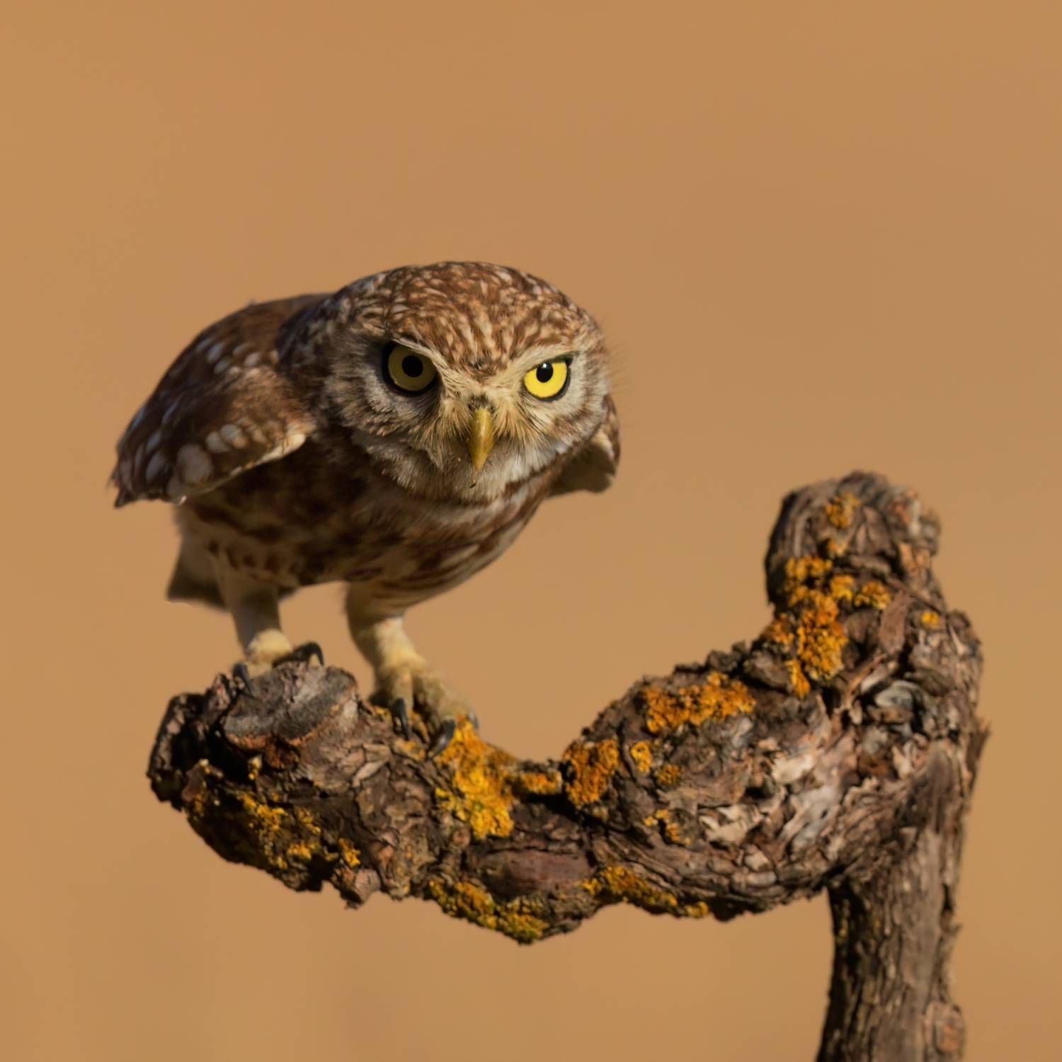 , Фруман Евгений