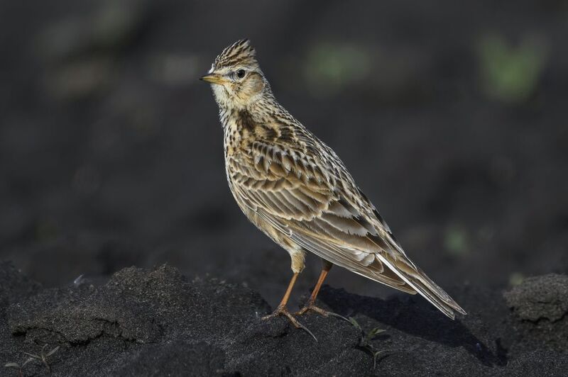 Какие шпоры! Жаворонок фото превью