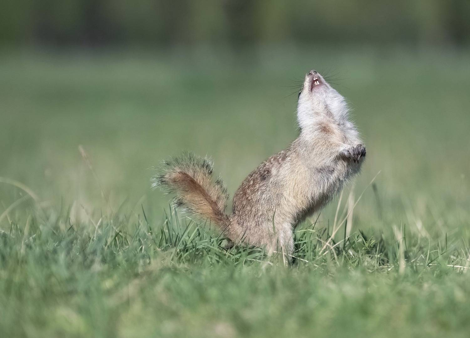 суслик, сибирь, татышев, красноярск, животный мир, Фомина Марина