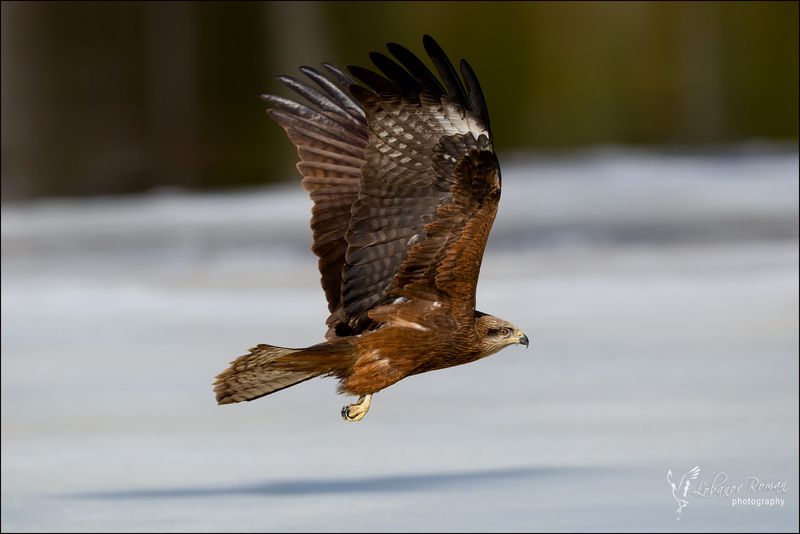 * * * фото превью