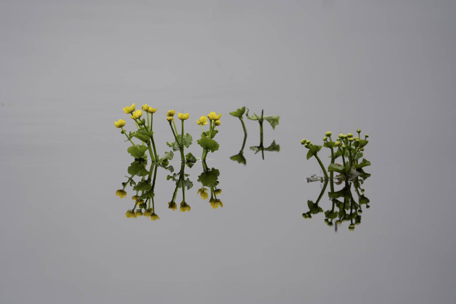 Россия, Новгородская область, Боровичи, озеро Шерегодра, Калужница болотная, , Гаврилов Юрий