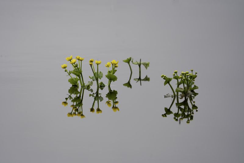 Россия, Новгородская область, Боровичи, озеро Шерегодра, Калужница болотная,  Майская симметрия фото превью