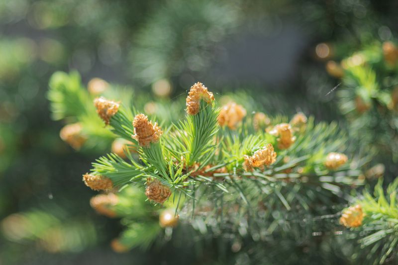 сосна  фото превью