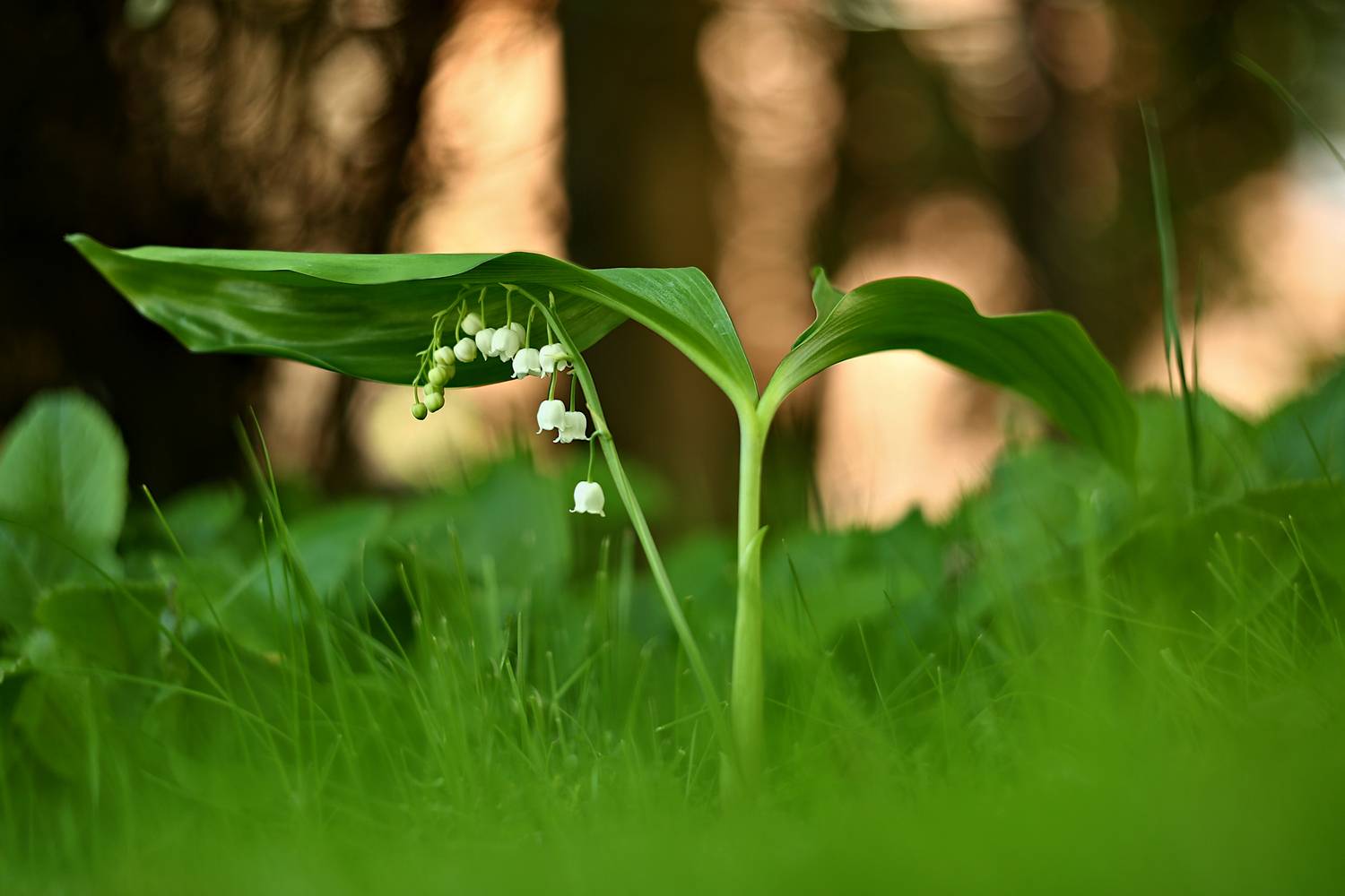 , Колобошников Эдуард