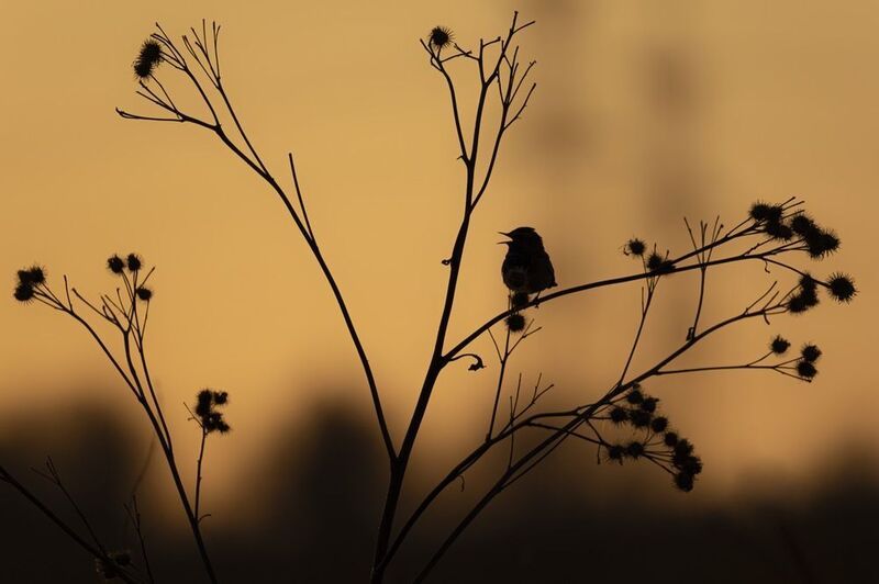 варакушка, закат Варакушка фото превью