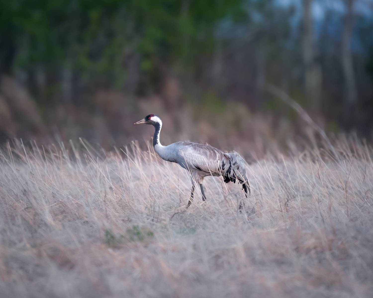 журавль, серый журавль, птицы, бердвочинг, Екатерина Дубровская