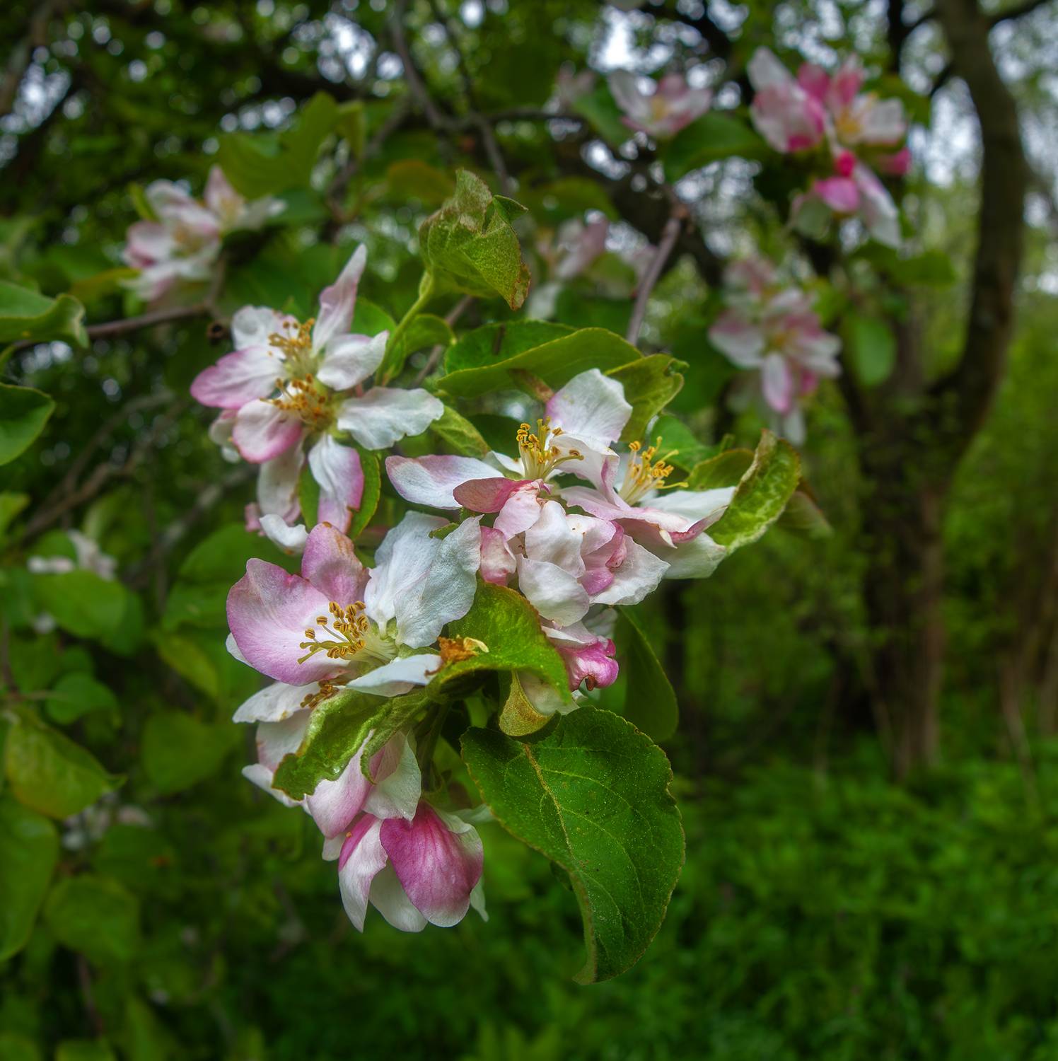 , Андреев Николай