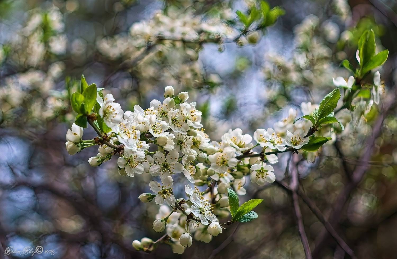 , Орлов Олег