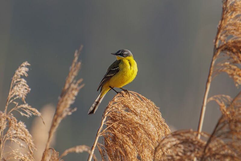 желтая трясогузка, трясогузка Желтая трясогузка фото превью