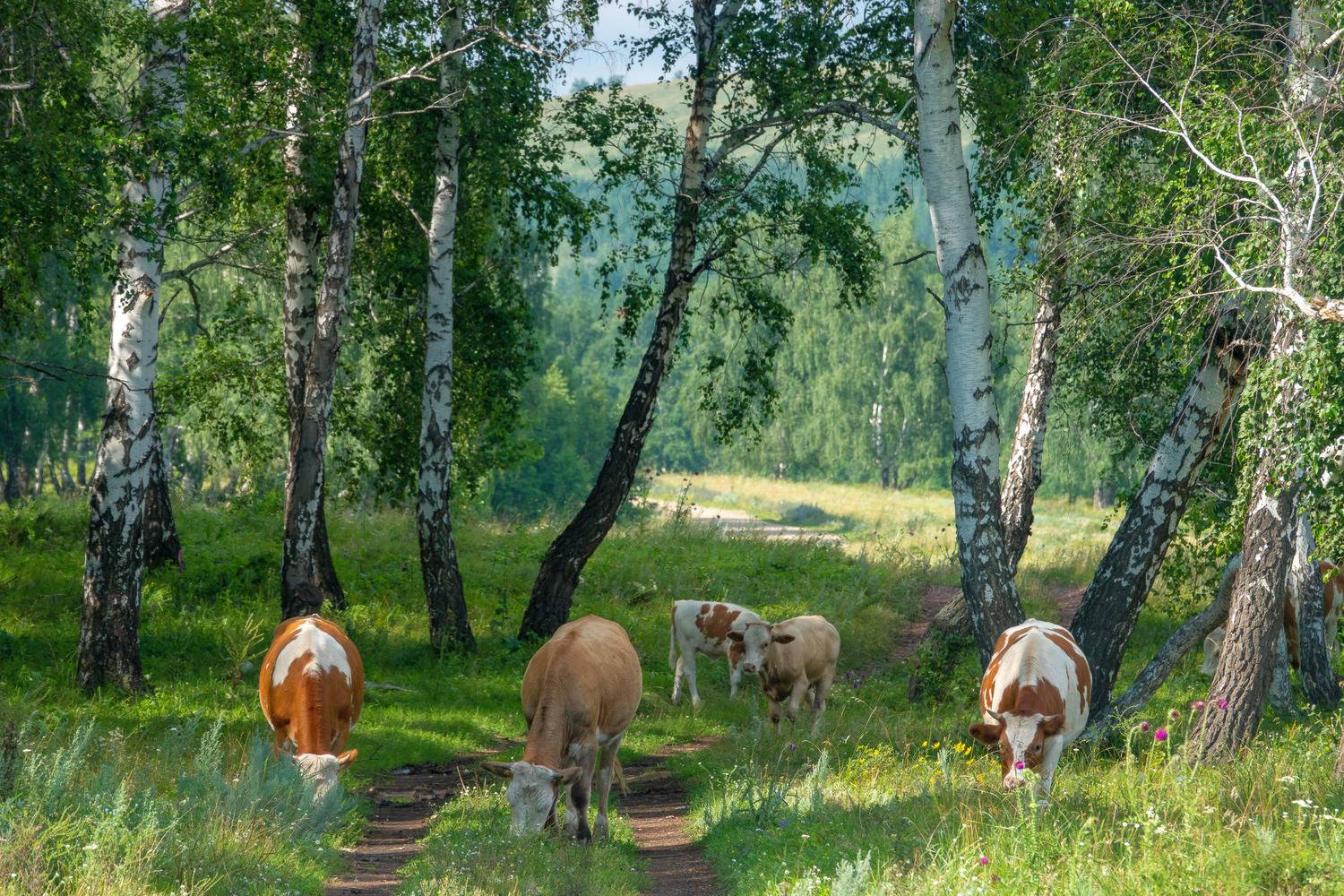 , Шустиков Дмитрий