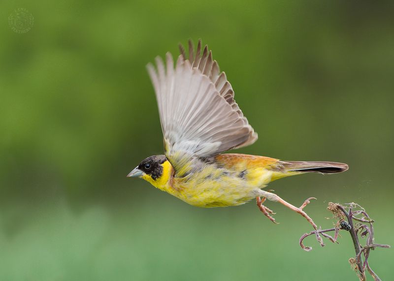 Lens and Feathers фото превью