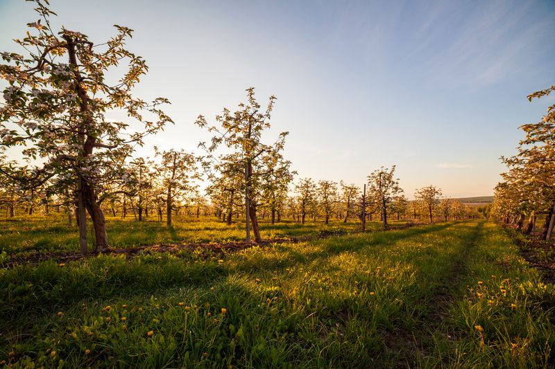 Нежнейших яблонь цвет на закате... фото превью