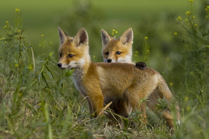 природа *** фото превью