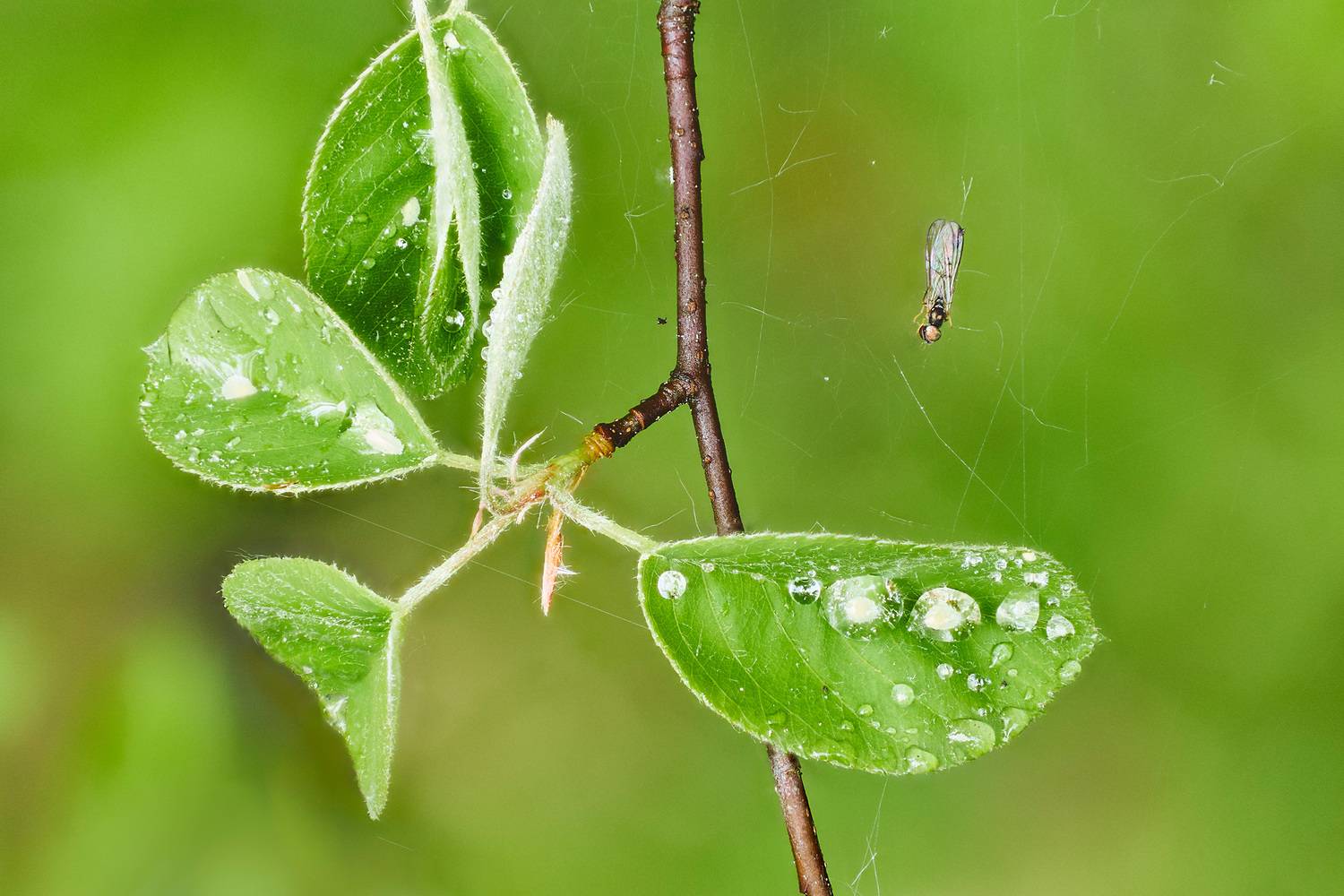 лес, листья, капли, Валерий Вождаев