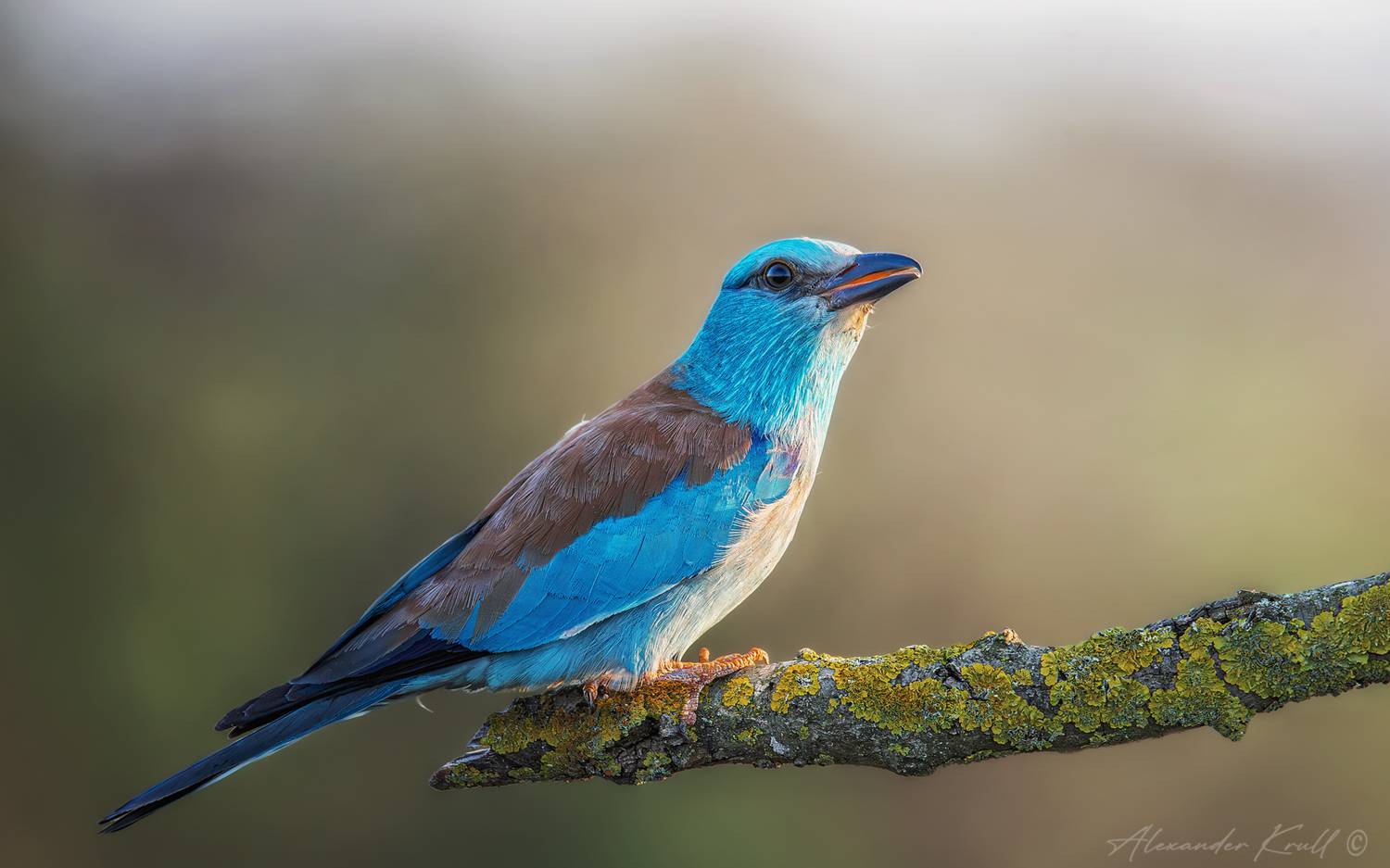 сизоворонка, обыкновенная сизоворонка, ракша, coracias garrulus, Круль Александр