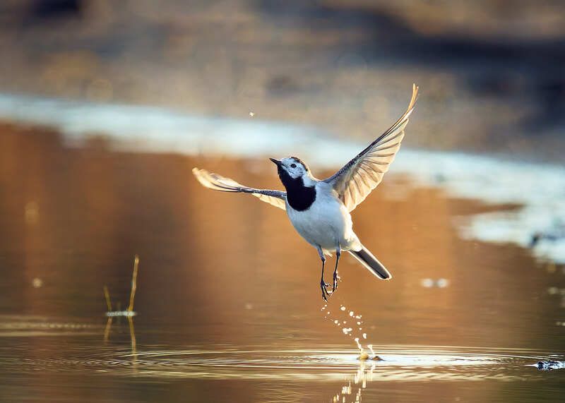 белая трясогузка в полете Рывок в небо фото превью