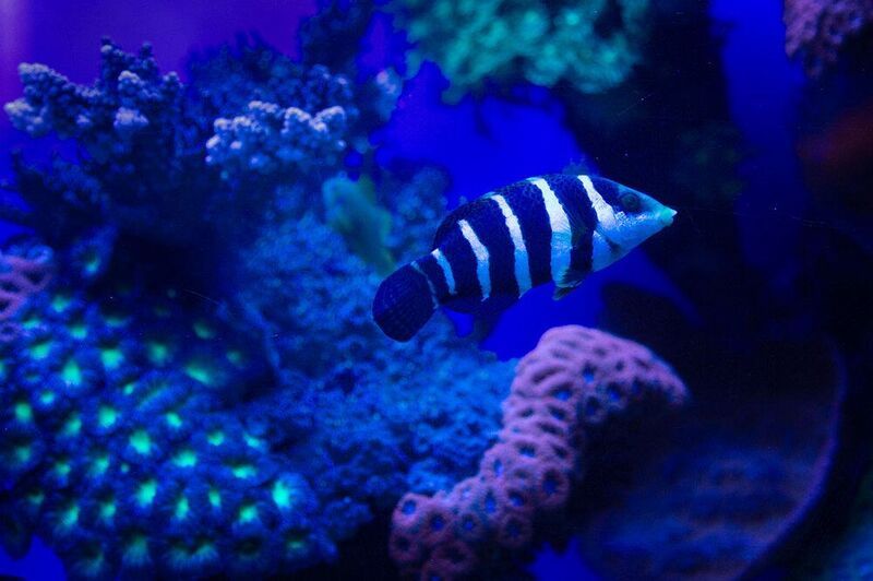 Красное море фото превью