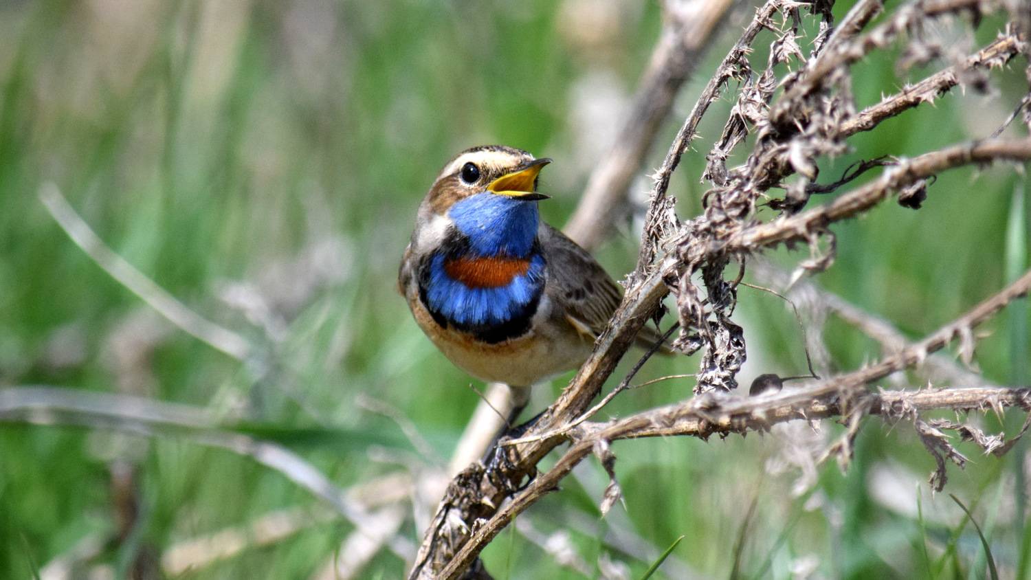 , Неверова Наталья