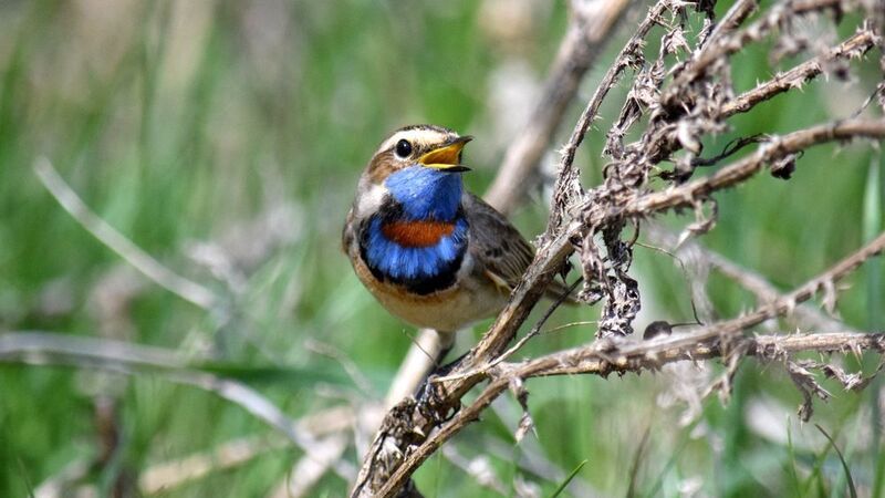 Варакушка фото превью
