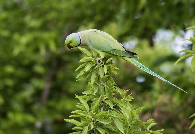 Индийский кольчатый попугай. фото превью