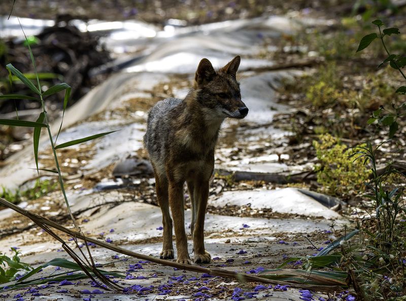 Золотистый шакал. фото превью