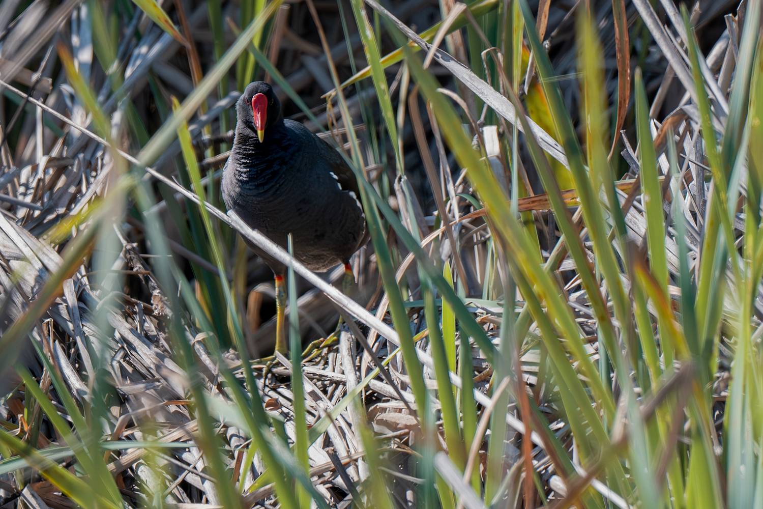 птицы, животные, дикая природа   birds, animal, wildlife, Sajkovski Dejan