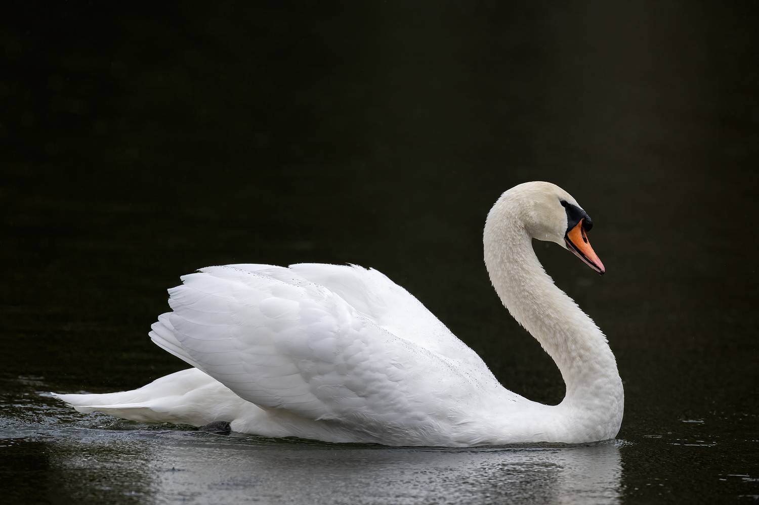 , Fernando Burgalin Sequeira