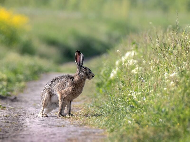 фото превью