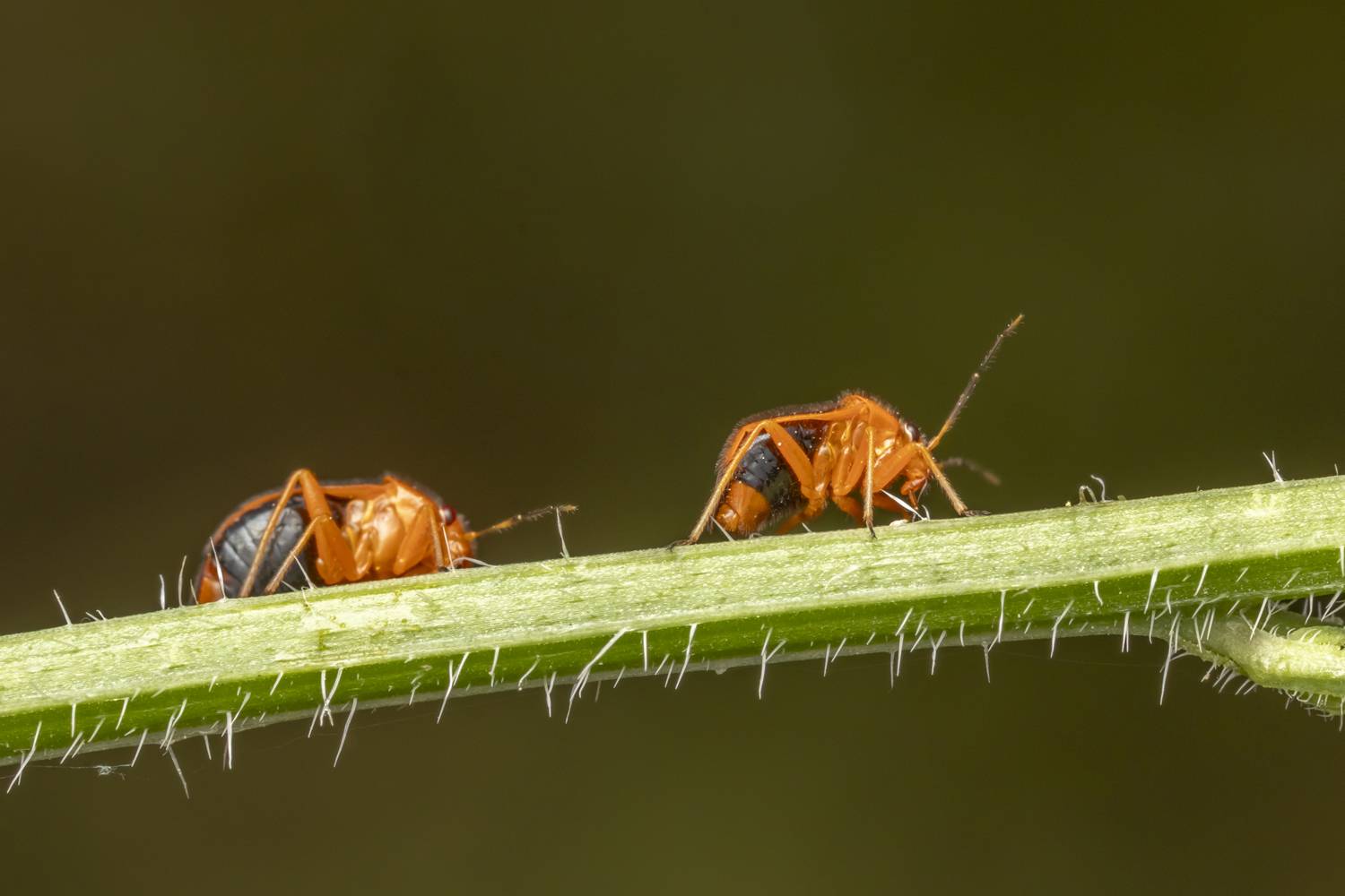 #macro #insects #nature #closeup, Nikolay Tatarchuk