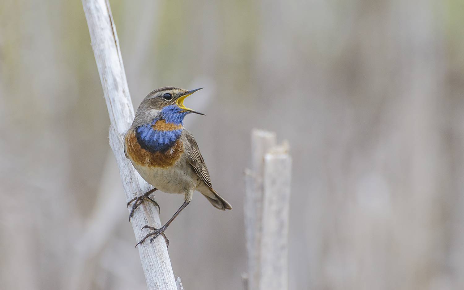 птица, варакушка, самец, Михаил Агеев