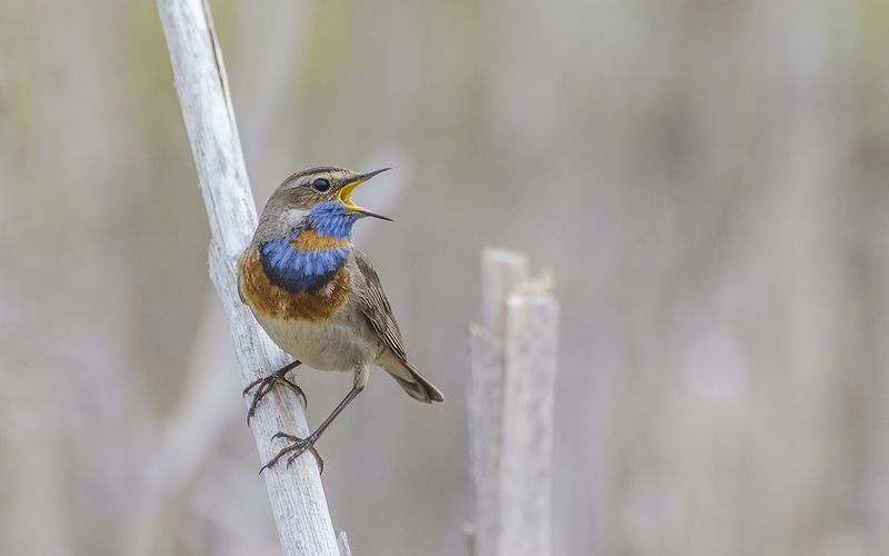 Яркая птица весны фото превью