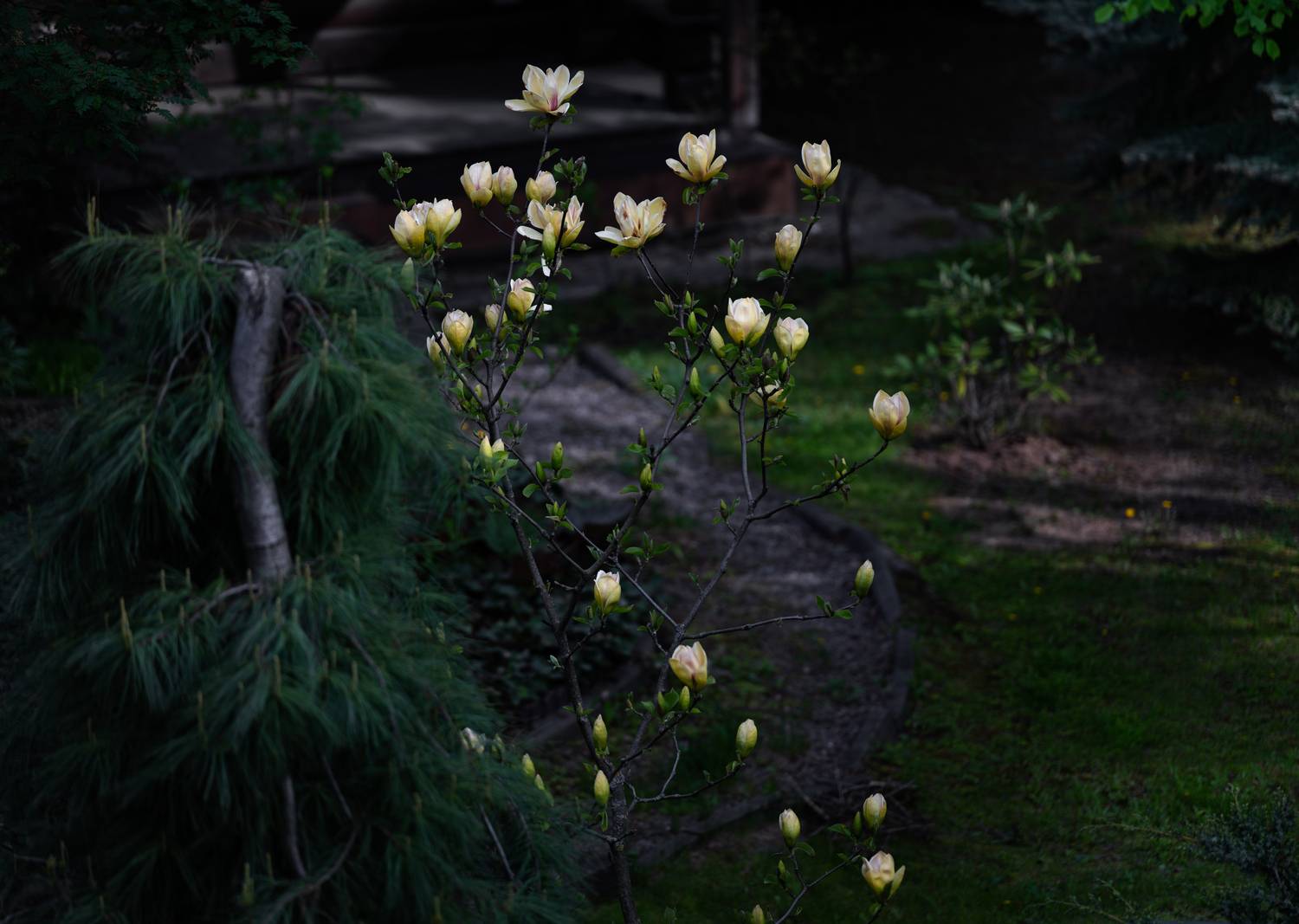 , Курлянцев Алексей