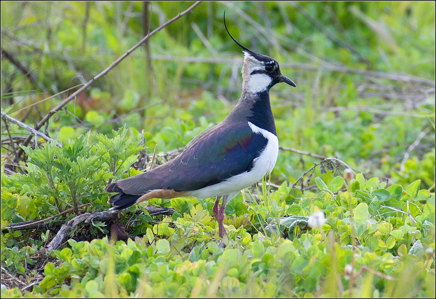 москва, май, парк, птица, АНАТОЛИЙ ДОВЫДЕНКО