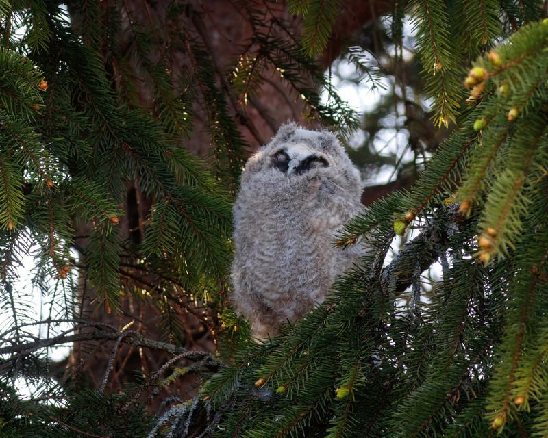 ушастая сова, сова, совёнок, asio otus,long-eared owl, owl Грёзы фото превью