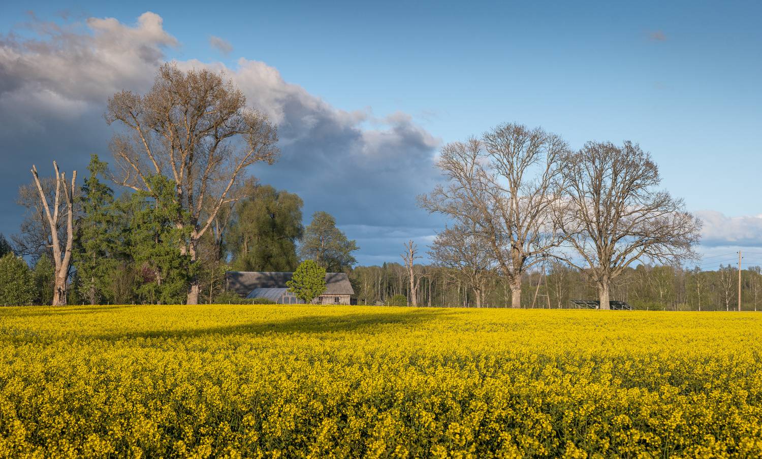 , Гордон Николай