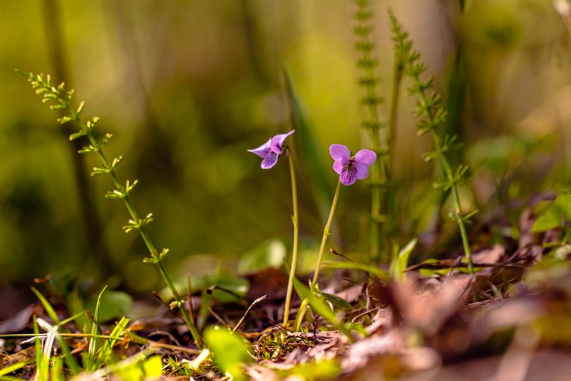 .... фото превью