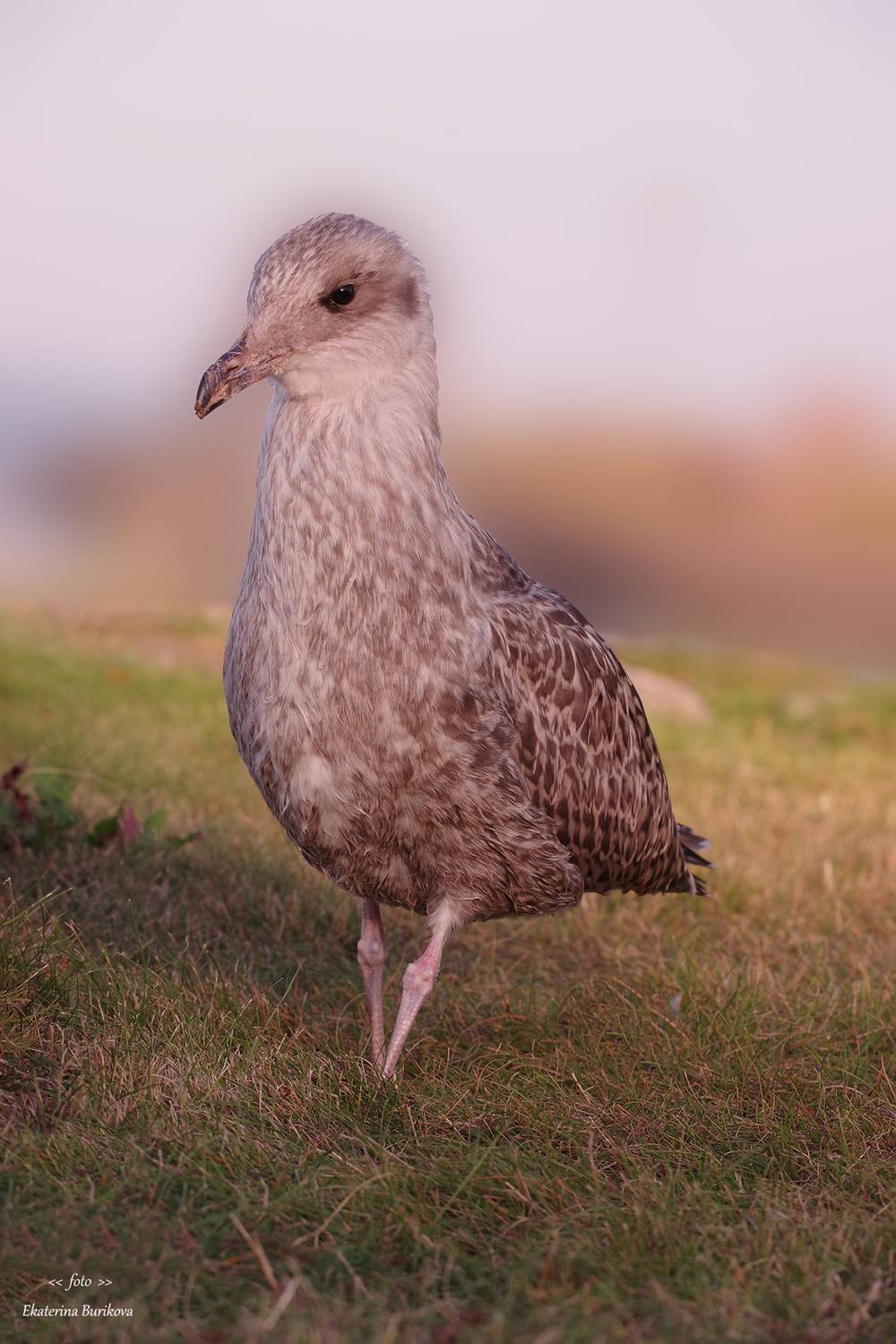 , Бурикова Екатерина