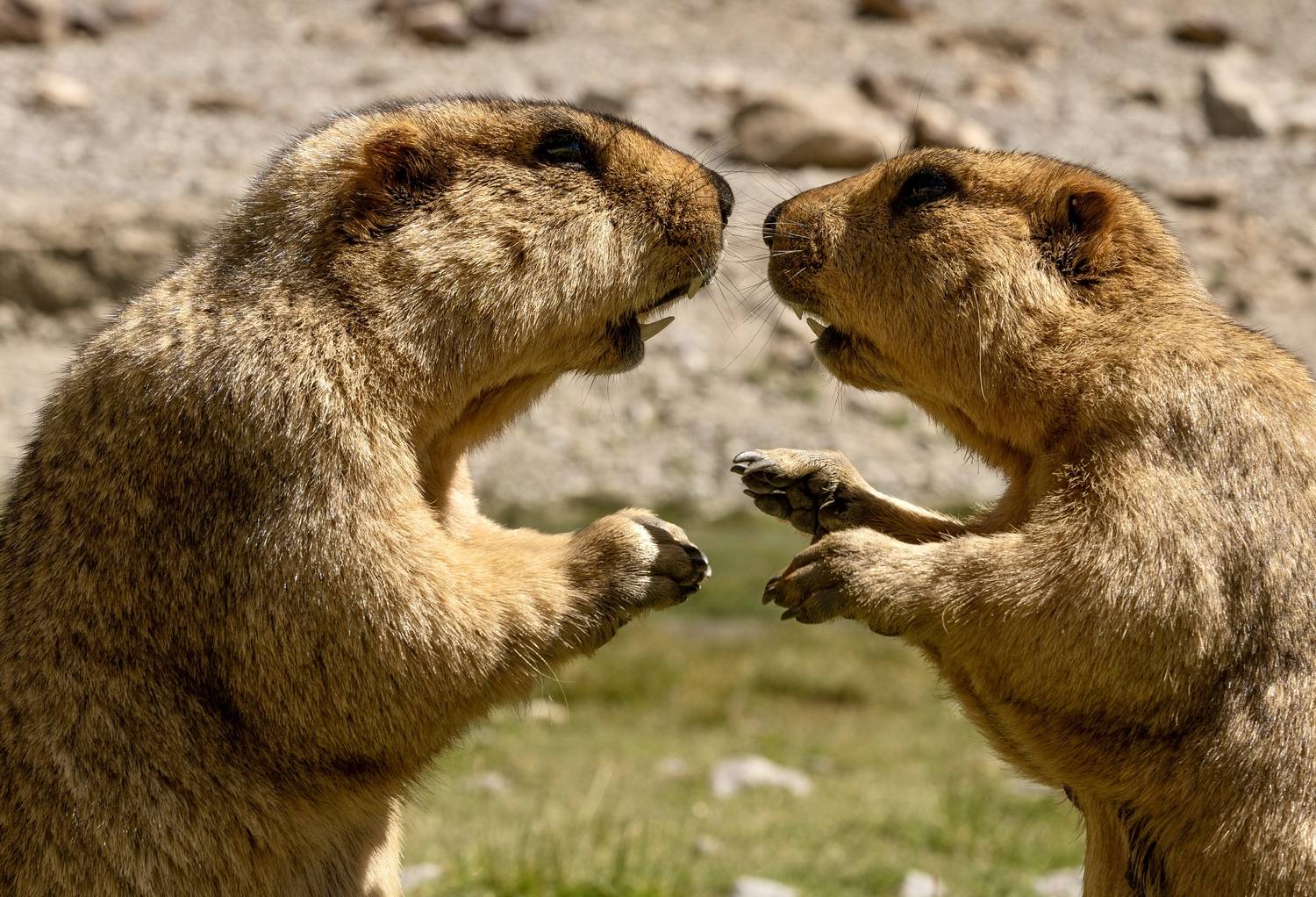 , Владимир Цветов