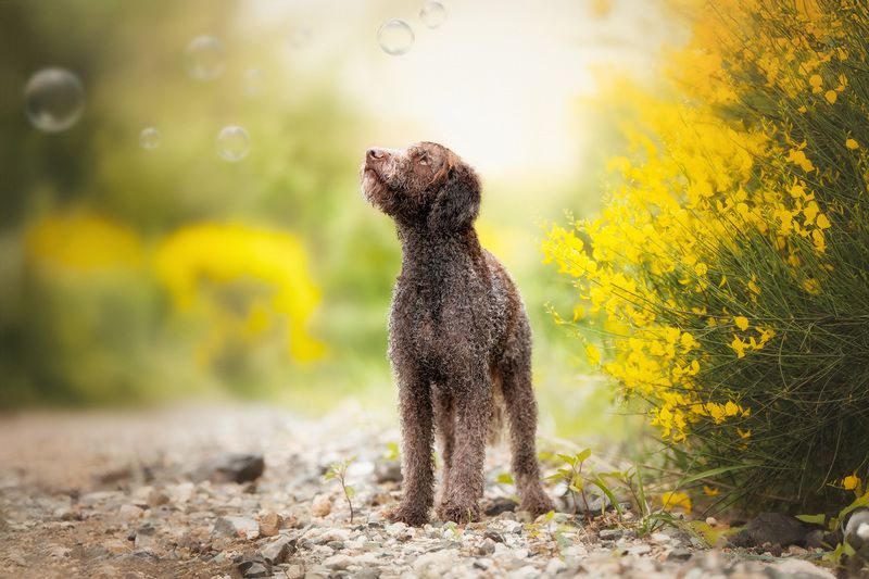 Пузыри фото превью