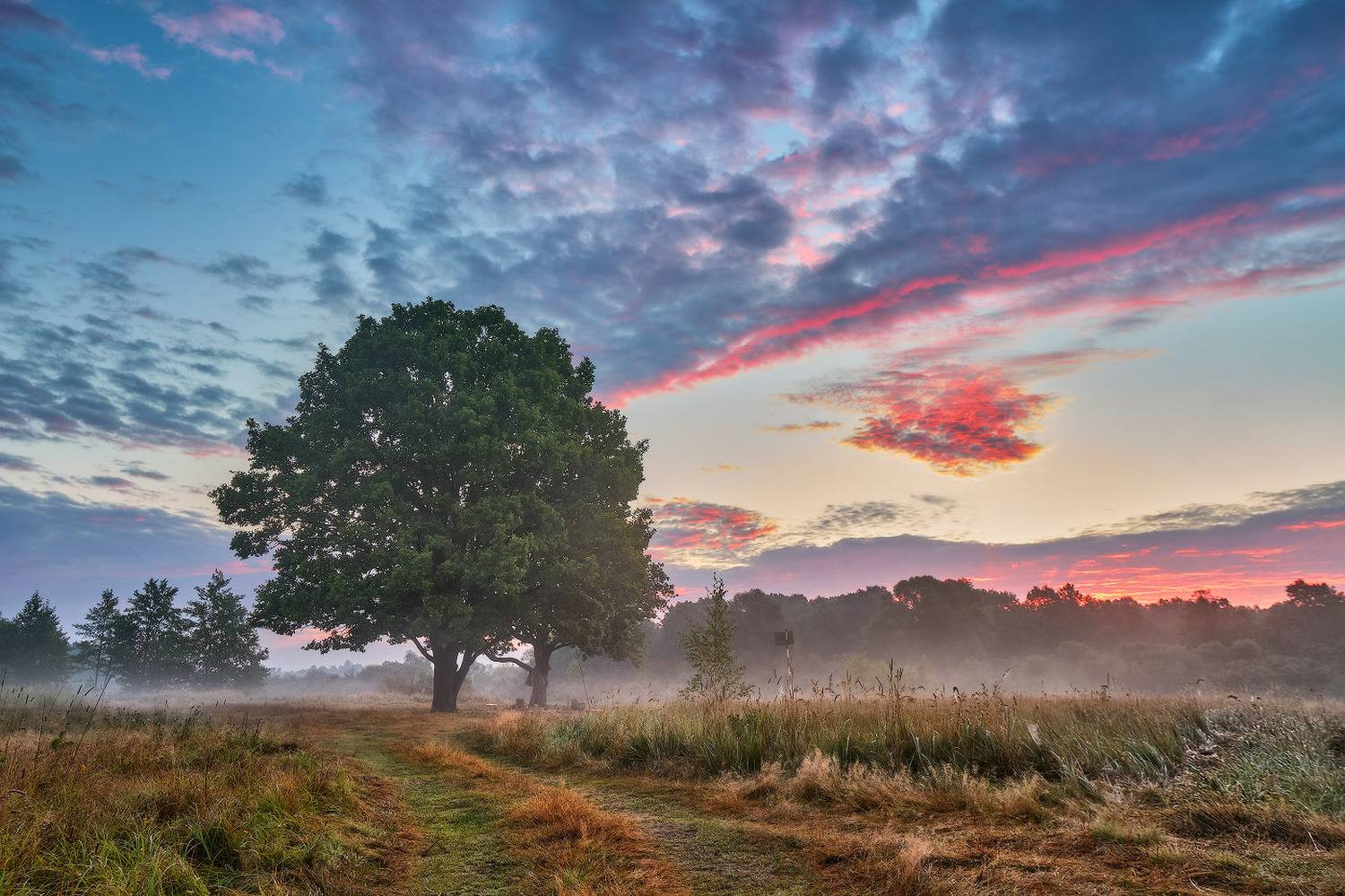 август, беларусь, березина, дубы, лето, луга, облака, рассвет, река, утро, Вейзе Максим