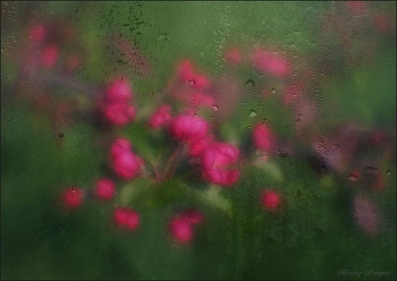 С цветами нежный разговор фото превью