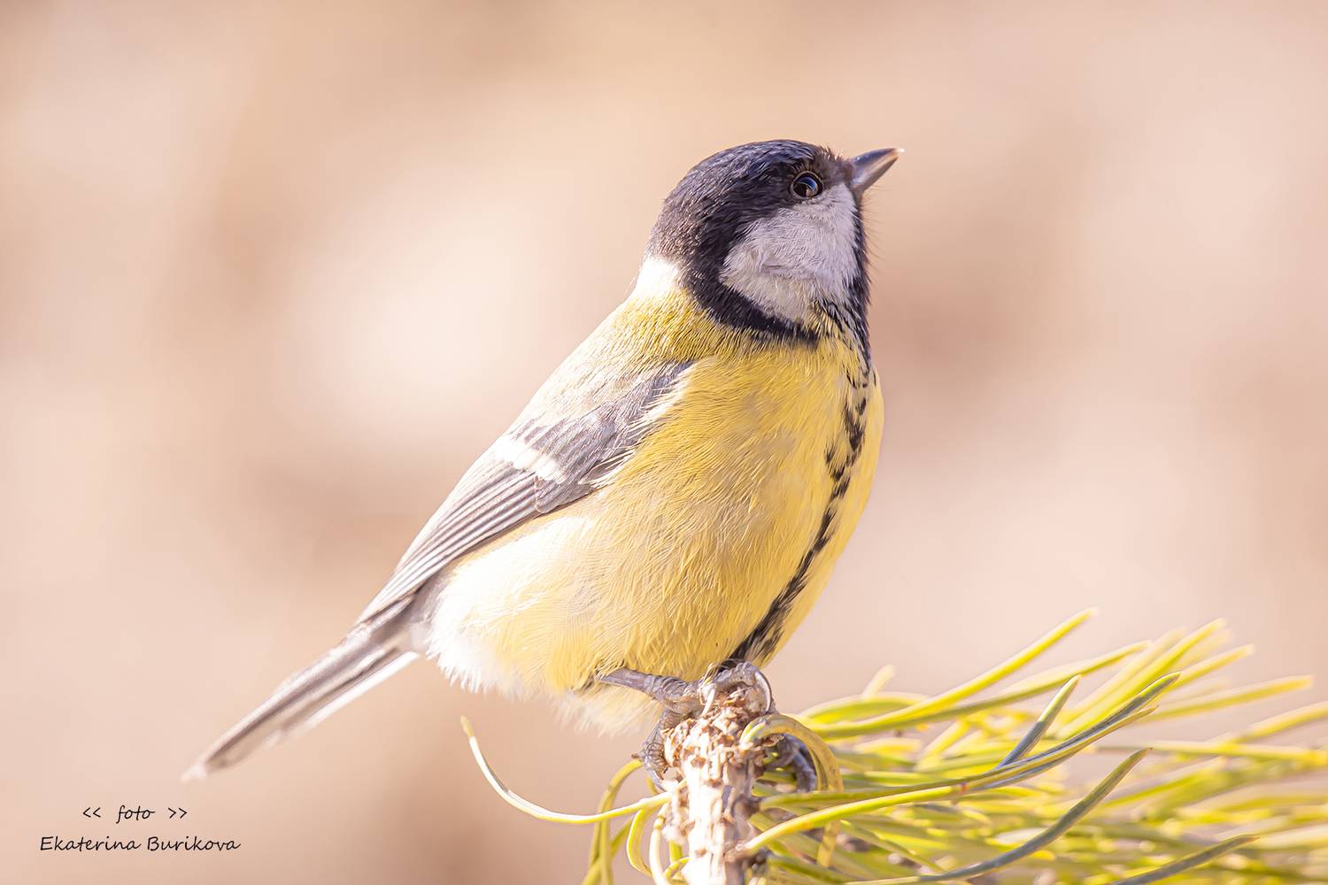 птицы , синицы., Бурикова Екатерина